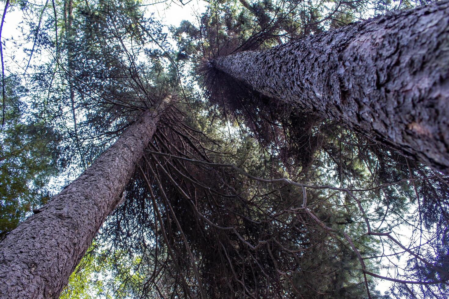 A tall spruce tree grows in the forest, decorating the environment. photo