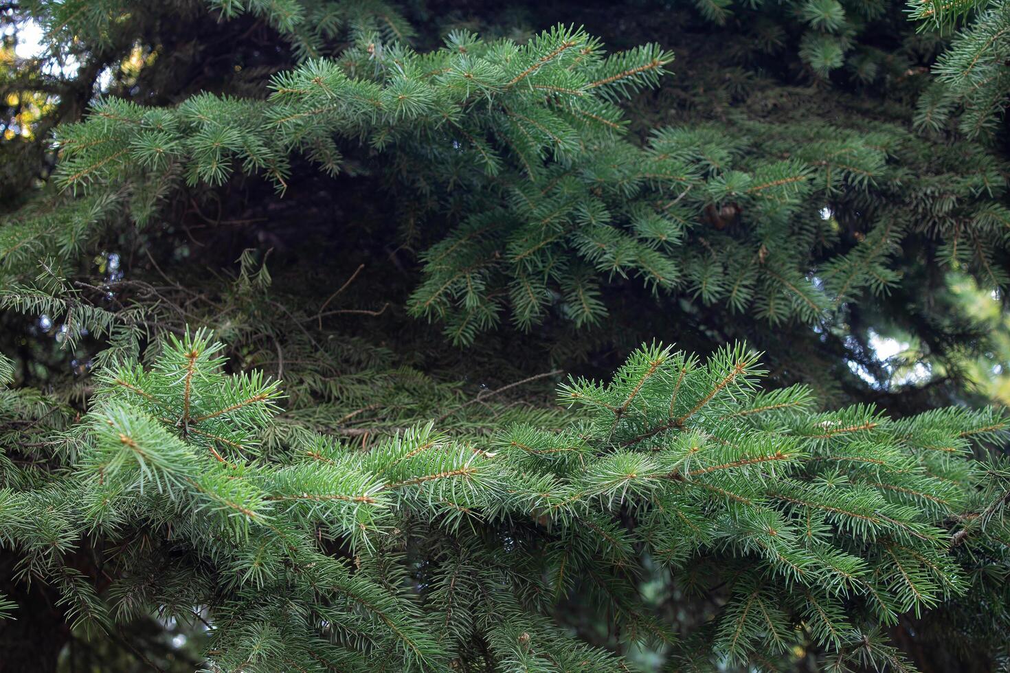 New Year and Christmas background and frame for the design of banners and postcards, as well as for any design on the theme of Christmas and New Year. photo