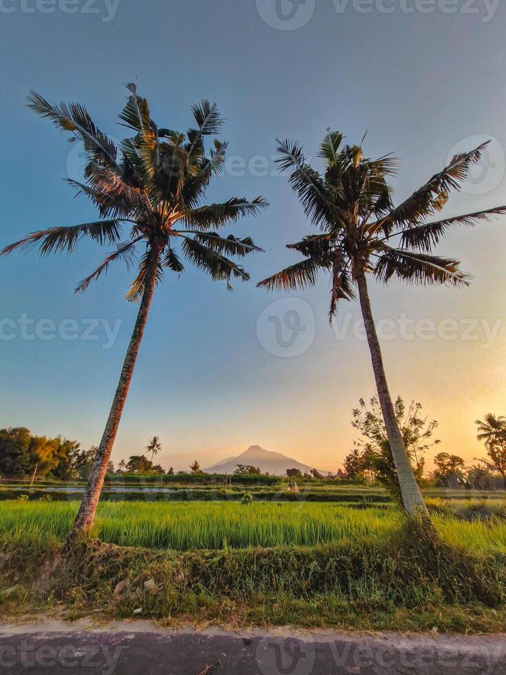 Panorama of rice fields in a quiet village in the morning. Rice fields when they are young and green in the morning with a little dew with a beautiful mountain backdrop and a bluish yellow morning sky photo