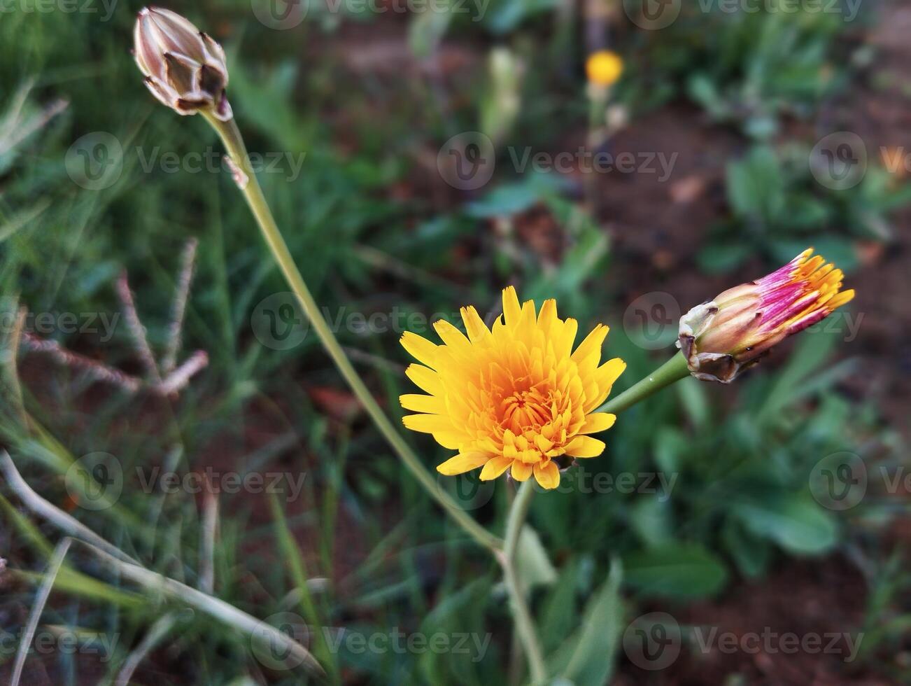 a yellow flower with a green stem in the grass photo