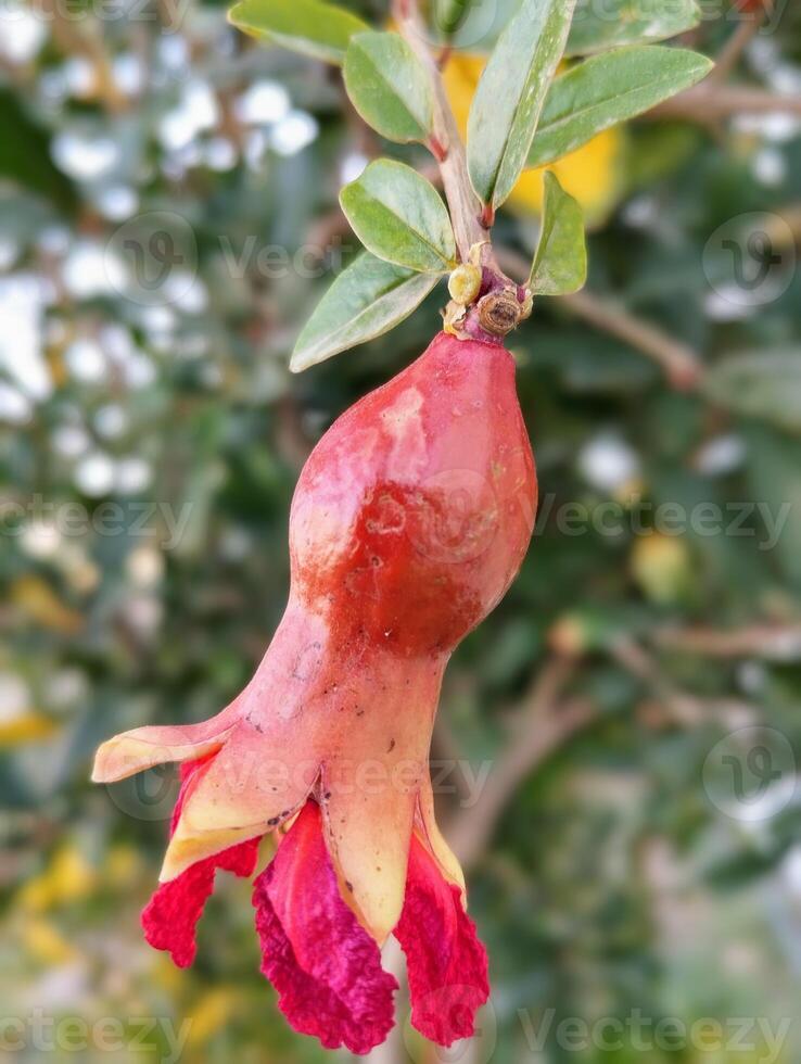 a pomegranate hanging from a tree photo