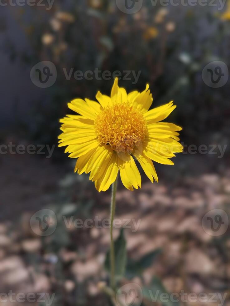 a yellow flower is in the middle of a field photo