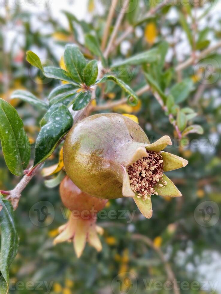 a pomegranate on a tree with leaves photo