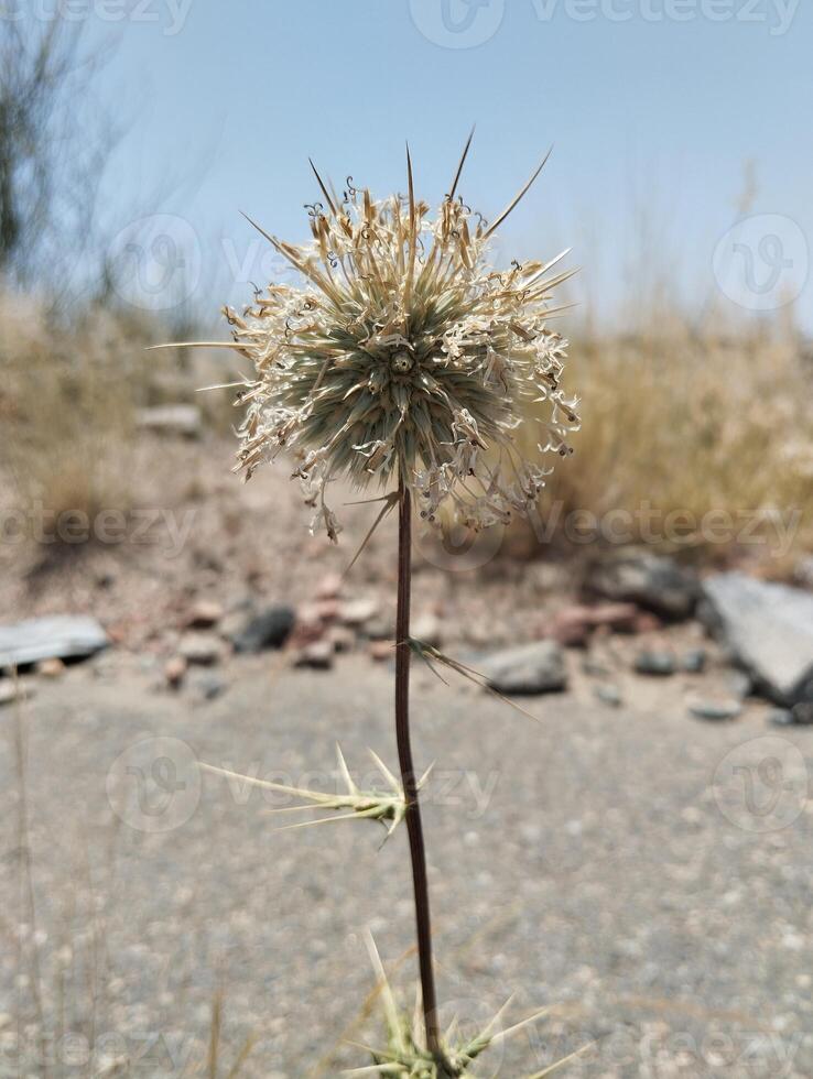 a plant with spikes growing out of it in the desert photo