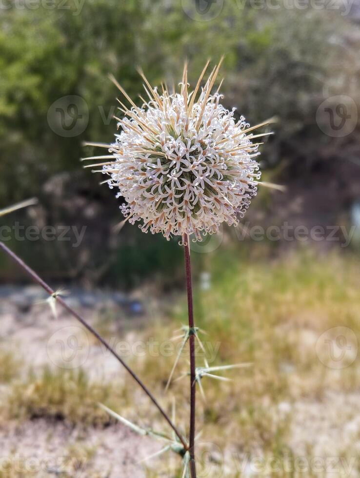 a flower with spikes on it in the desert photo