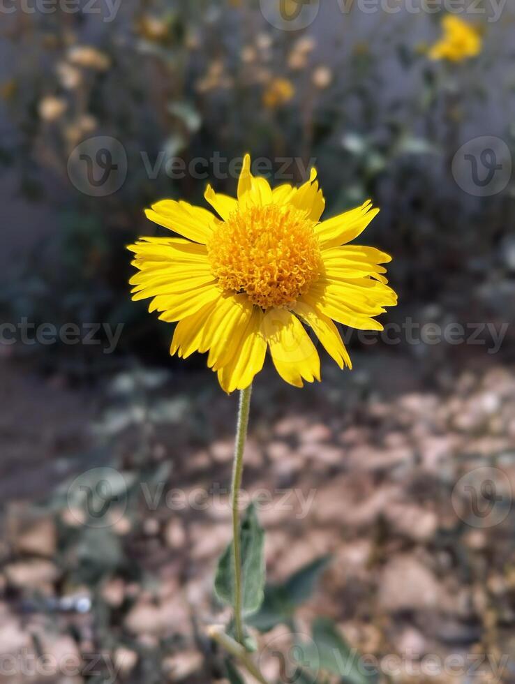 a yellow flower is in the middle of a field photo