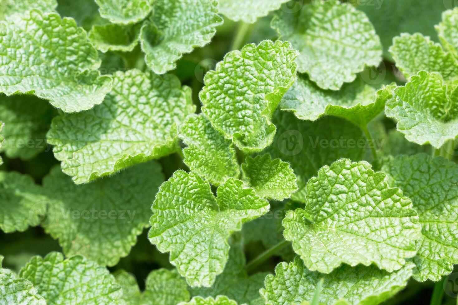 green leaves as backgnd photo