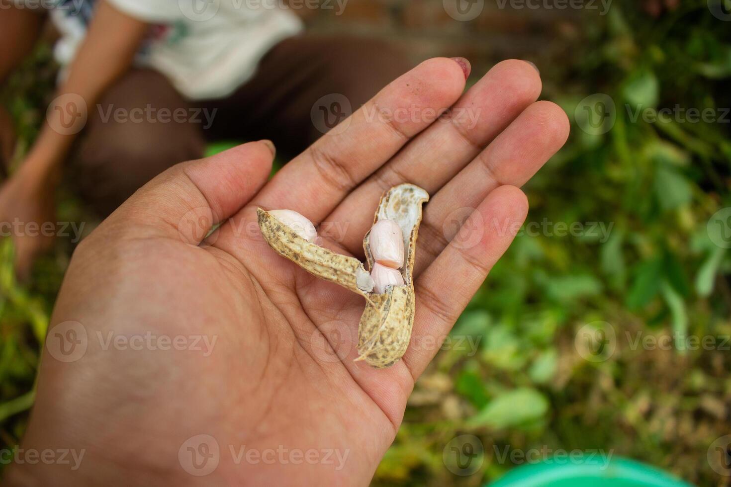 woman farmer hands holding harvest fresh ground peanuts. photo