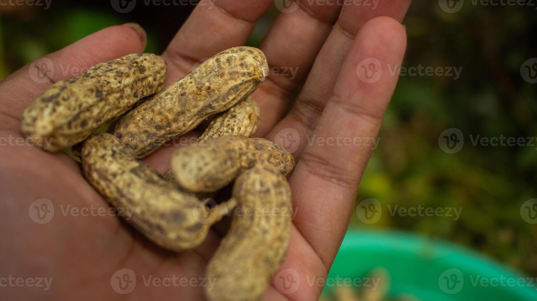 woman farmer hands holding harvest fresh ground peanuts. photo