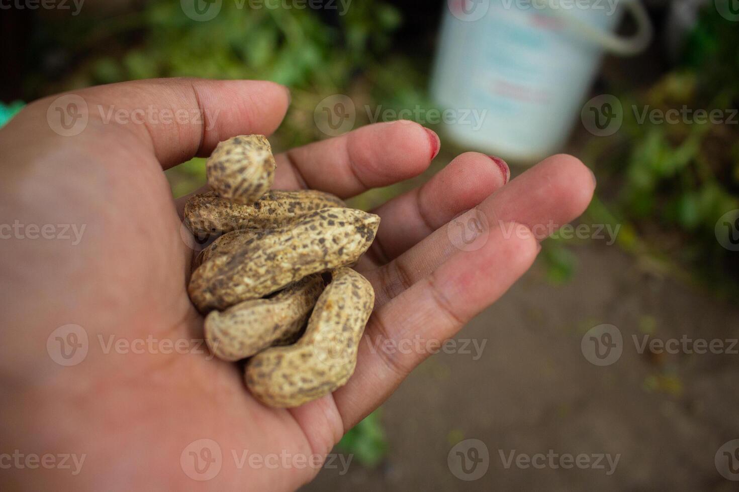 woman farmer hands holding harvest fresh ground peanuts. photo