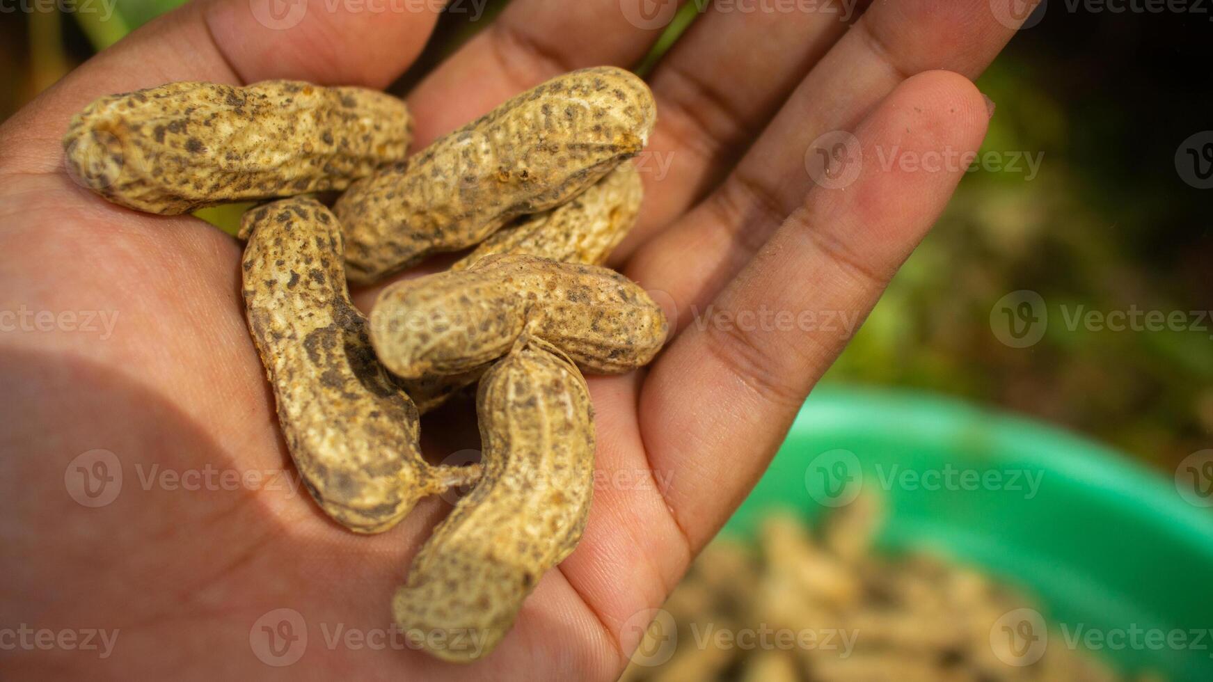 woman farmer hands holding harvest fresh ground peanuts. photo