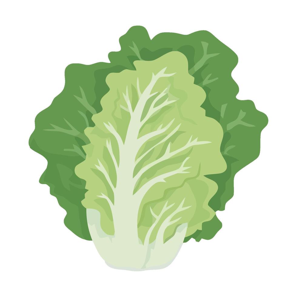 Lettuce leaf illustration isolated on white background vector