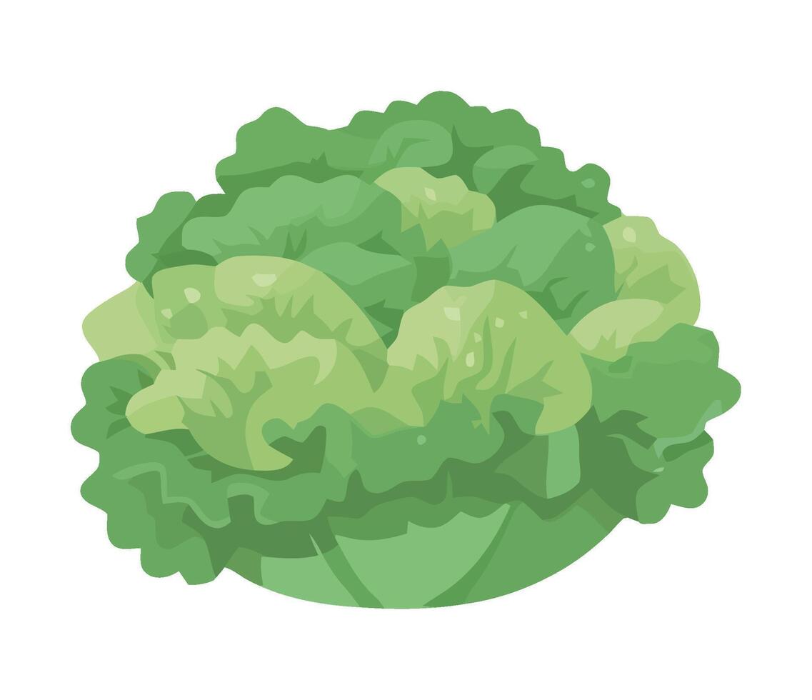 Lettuce, green vegetable, fresh vegetable illustration on white background vector