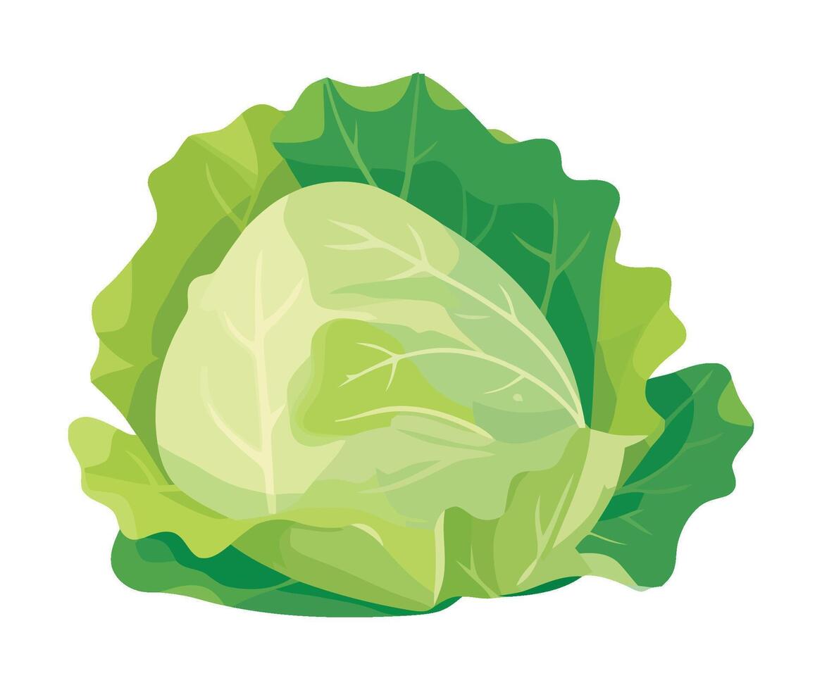 Cabbage leaf, green vegetable, illustration on white background vector