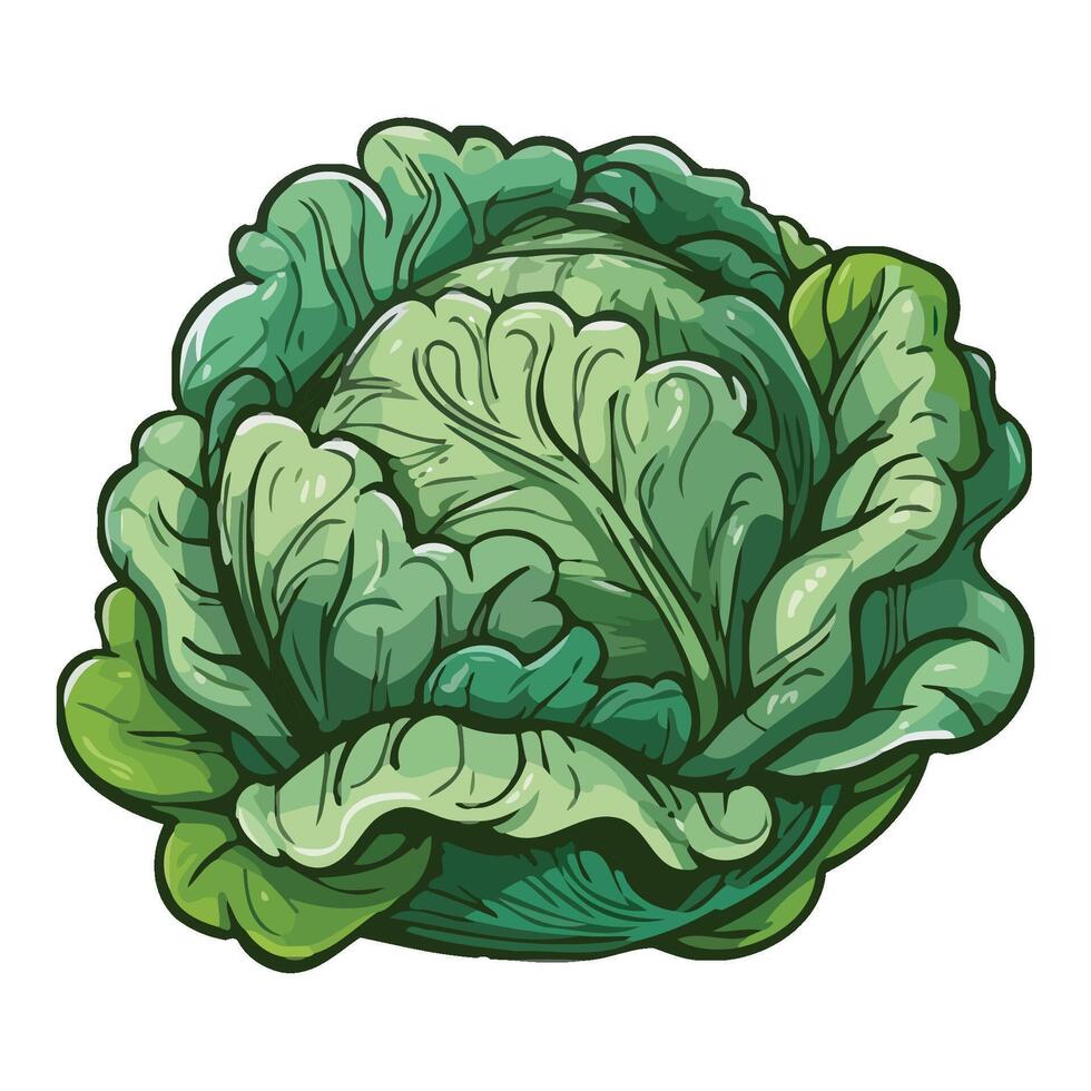 A green cabbage on a white background vector