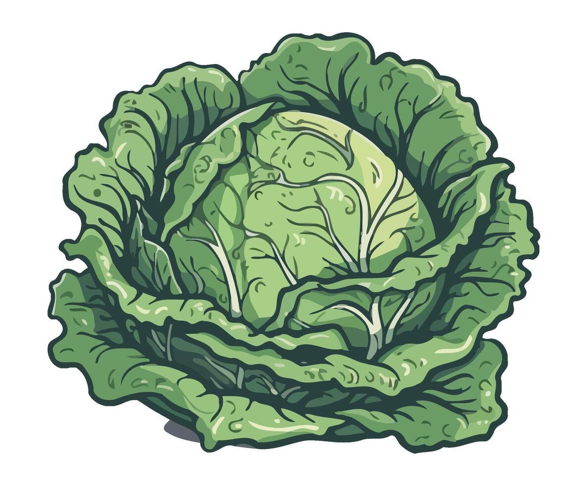 Cabbage, green vegetable, illustration vector