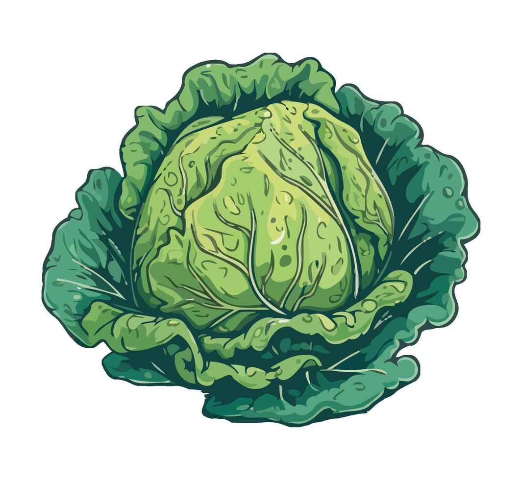 Cabbage, green vegetable illustration isolated on white background vector