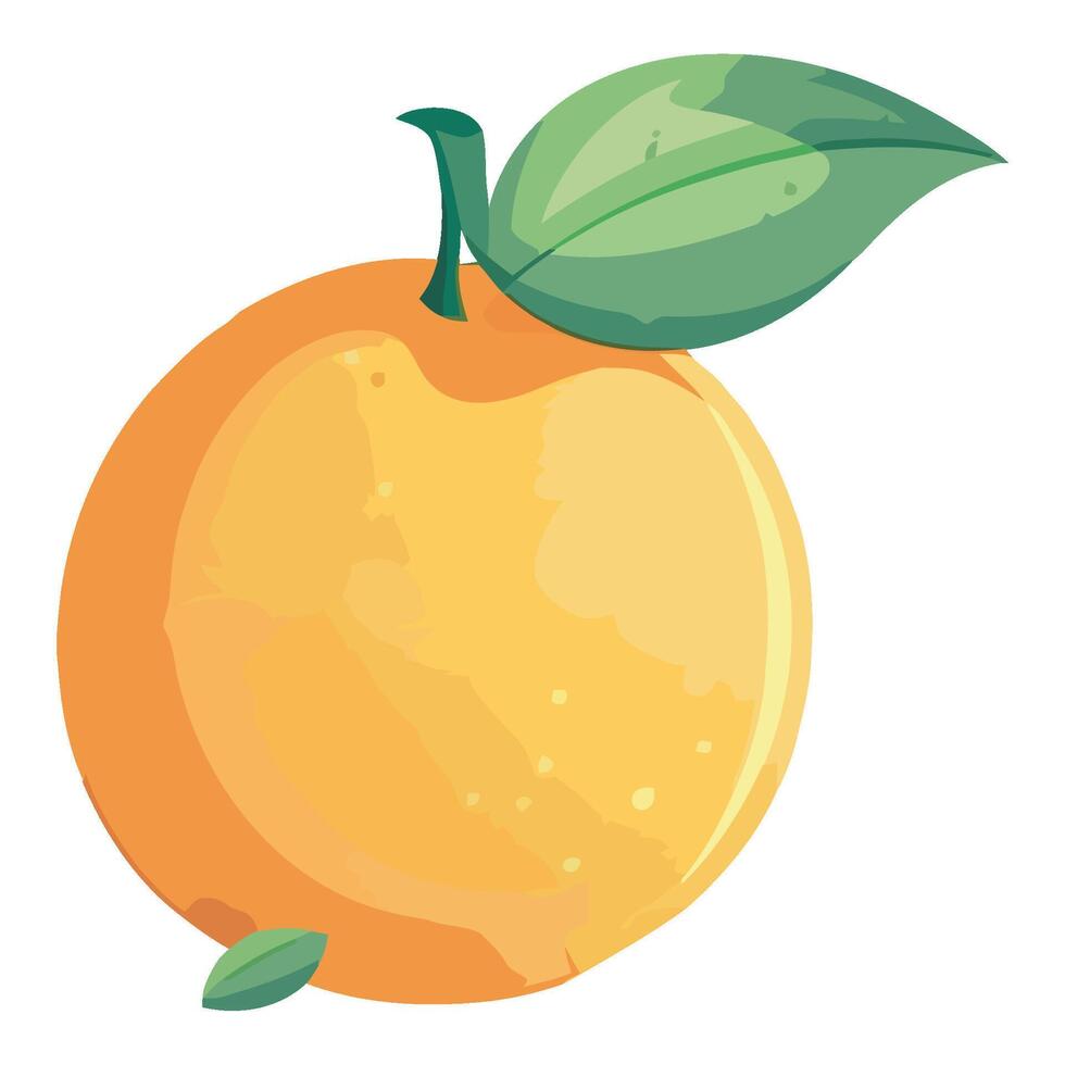 Orange fruit illustration vector