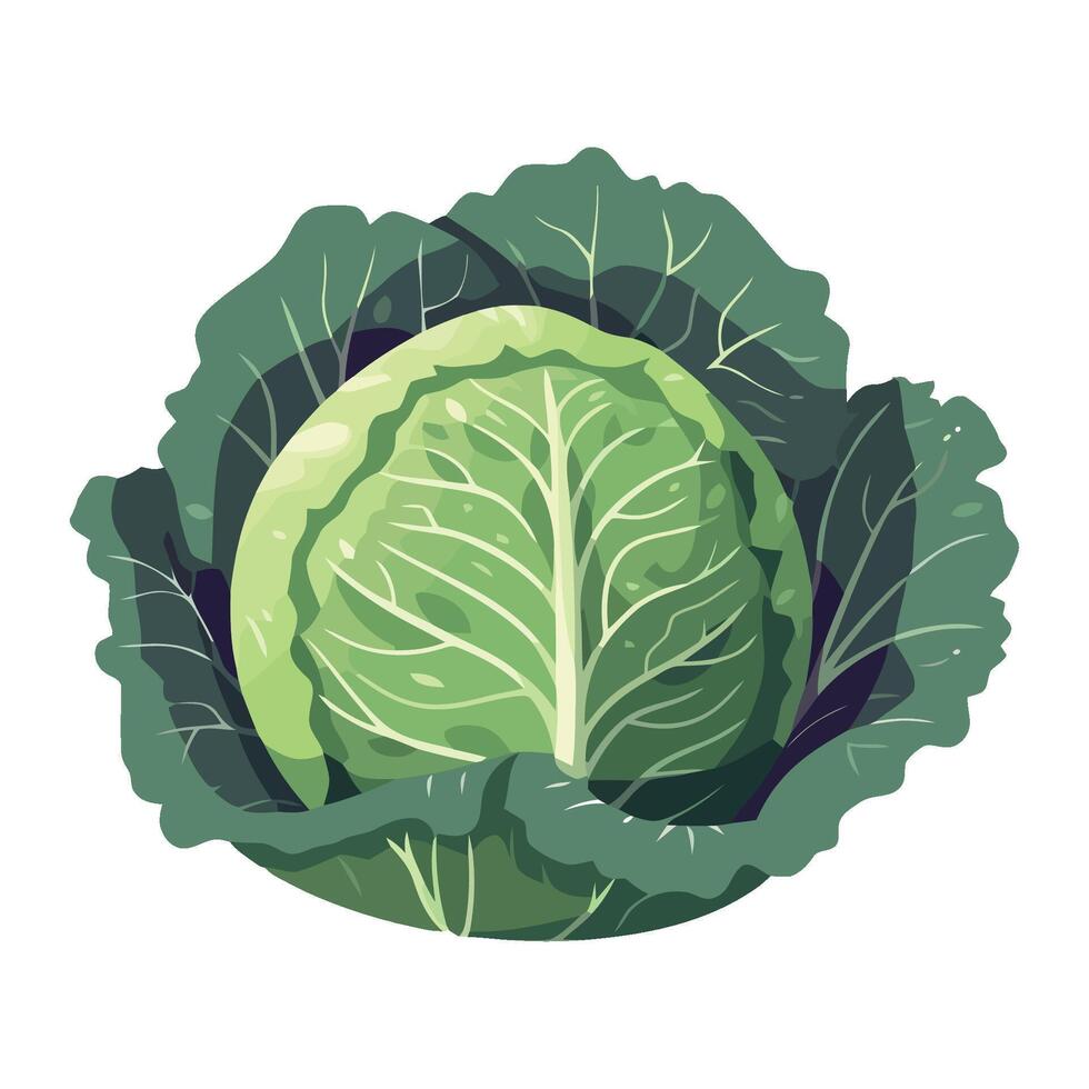 Cabbage, green vegetable, illustration isolated on white background vector