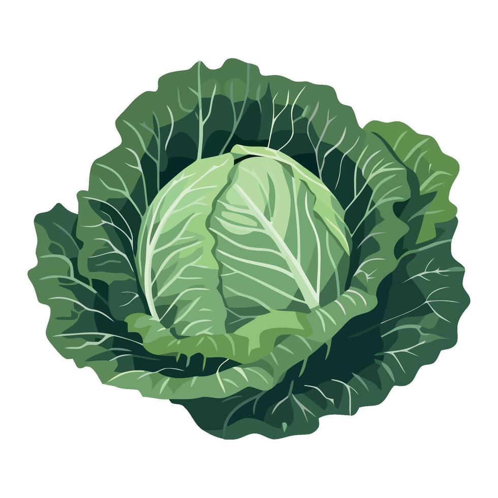 A cabbage is shown on a white background vector
