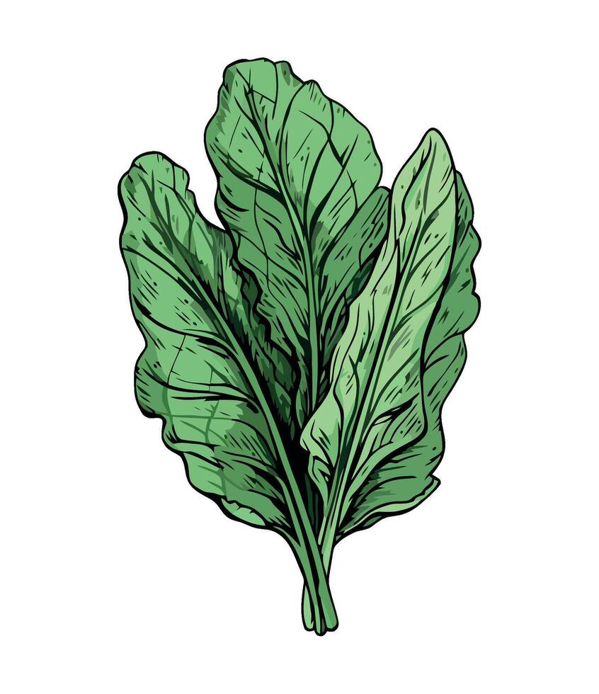 A drawing of a leaf of spinach vector