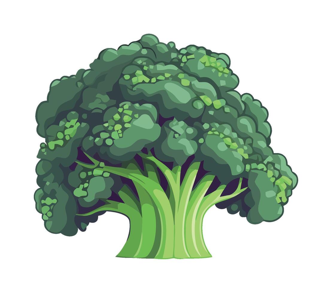 Broccoli illustration isolated on white background vector