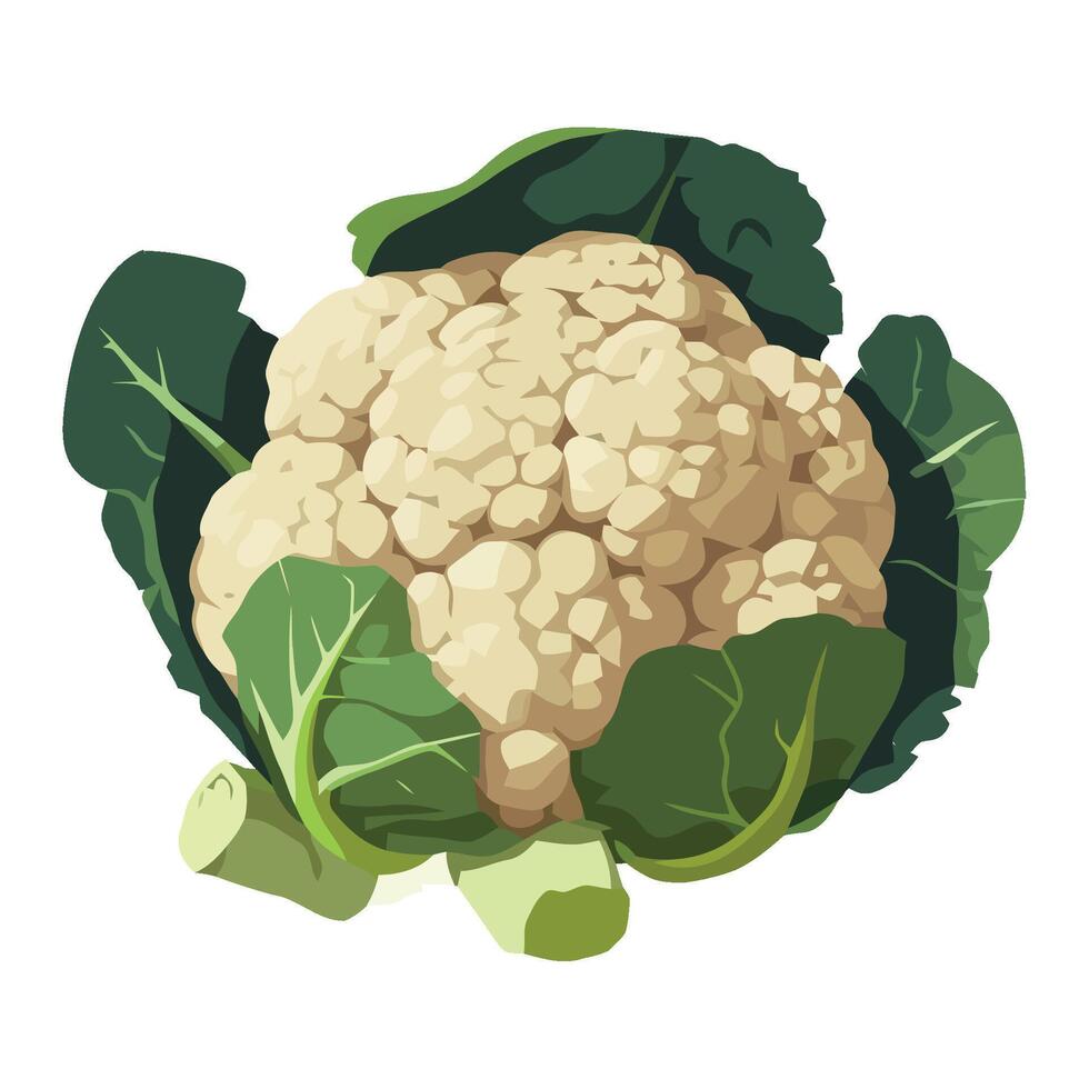 Cauliflower, cauliflower, cauliflower, cauliflower, cauliflower, cauliflower, vector