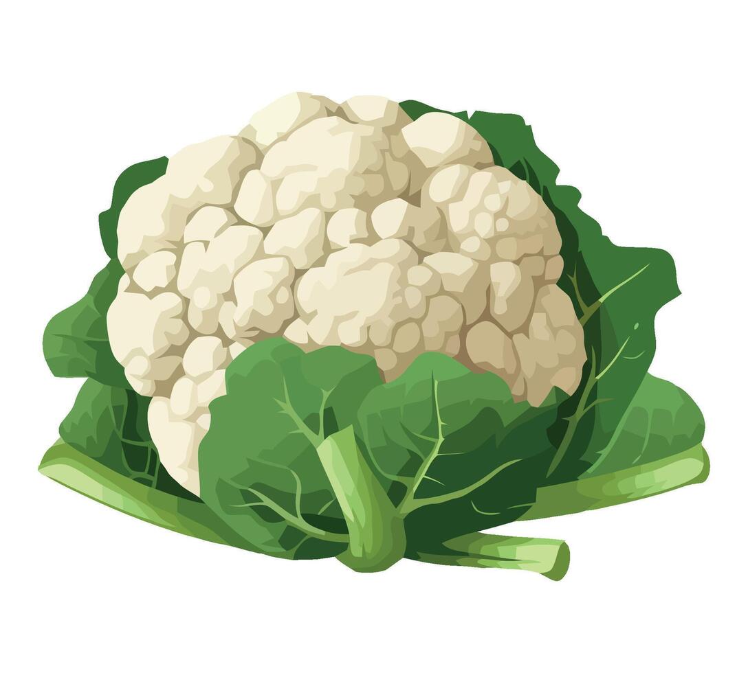 Cauliflower fresh vegetable illustration isolated on white background vector