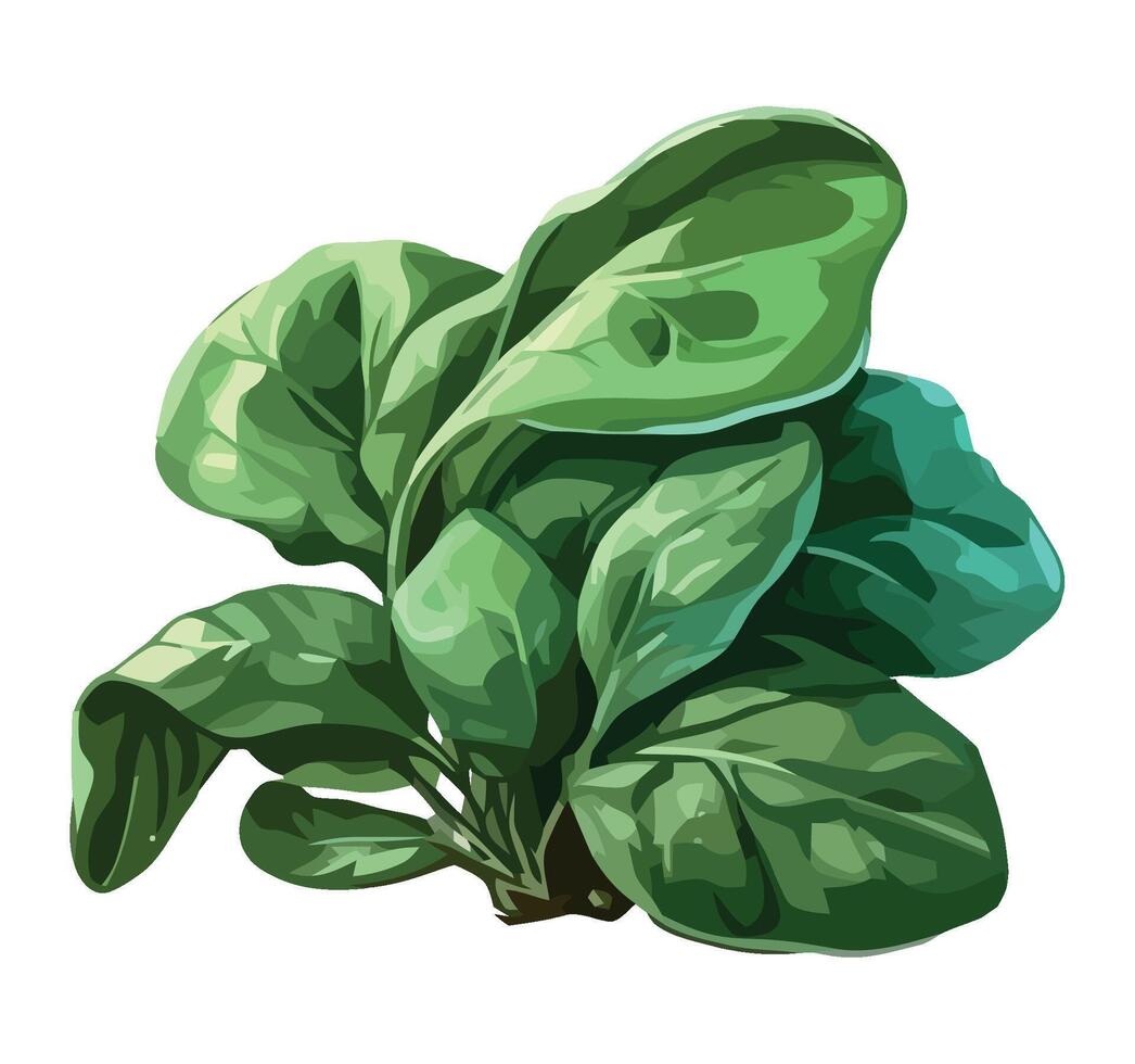 Spinach plant illustration isolated on white background vector