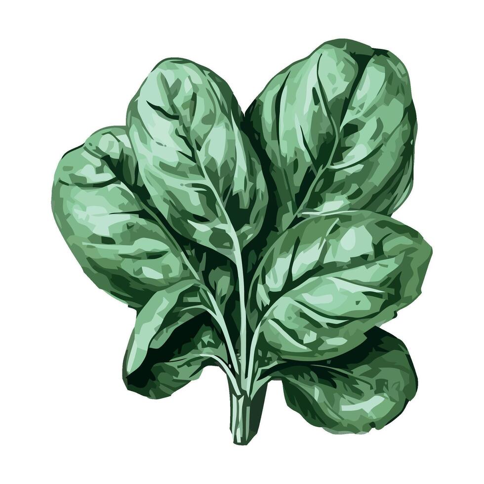 A drawing of a spinach leaf on a white background vector