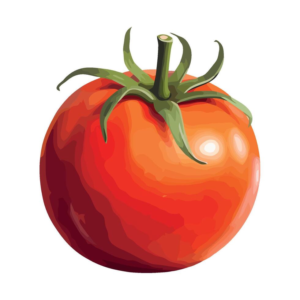 Tomato illustration on white background vector