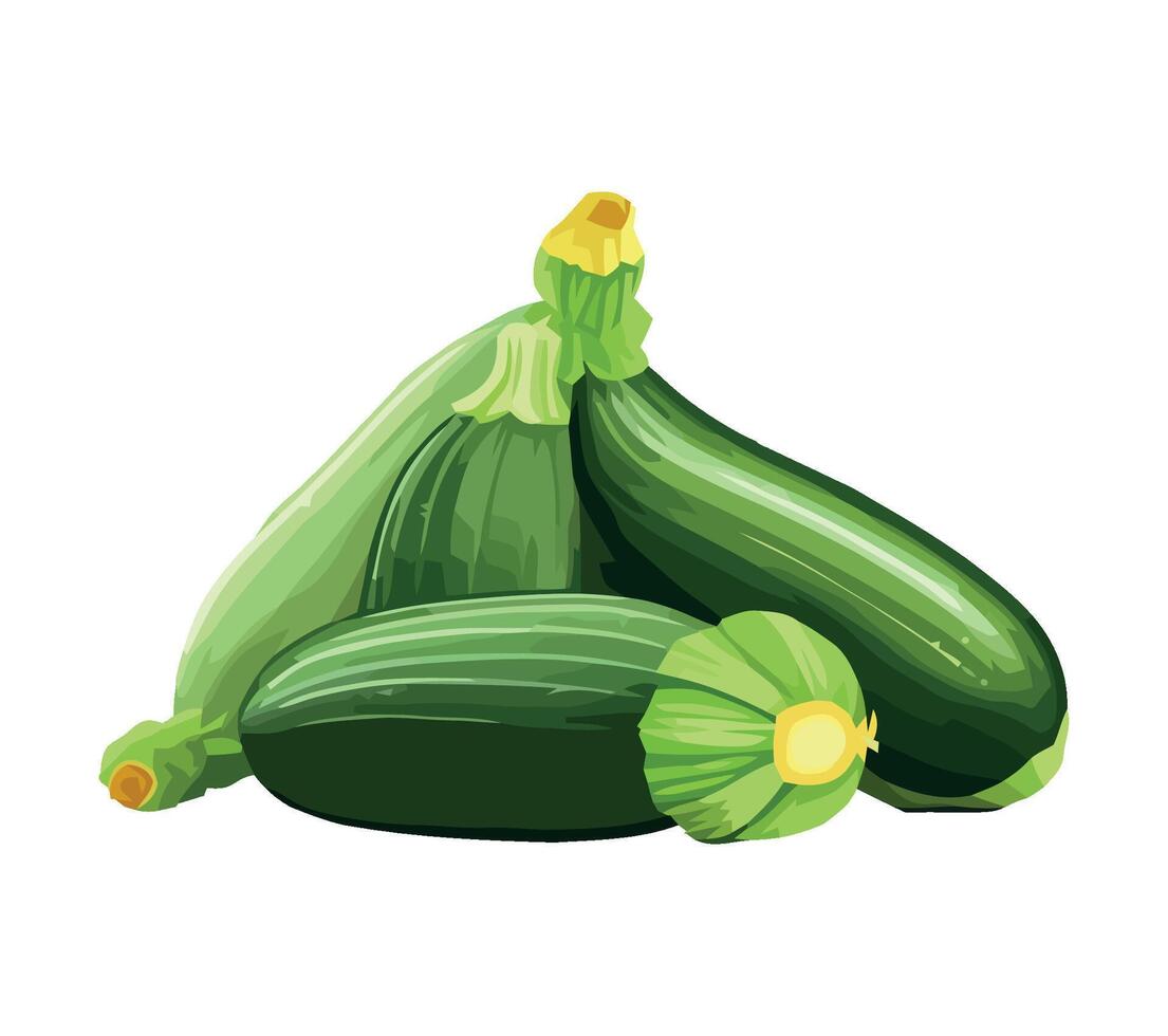 Green zucchini illustration isolated on white background vector