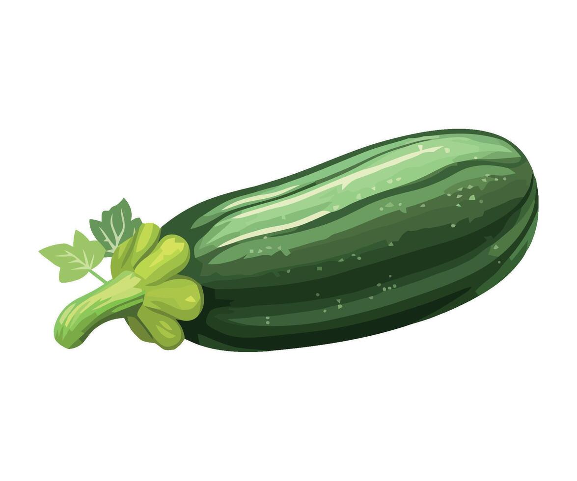 Green zucchini vegetable illustration isolated on white background vector