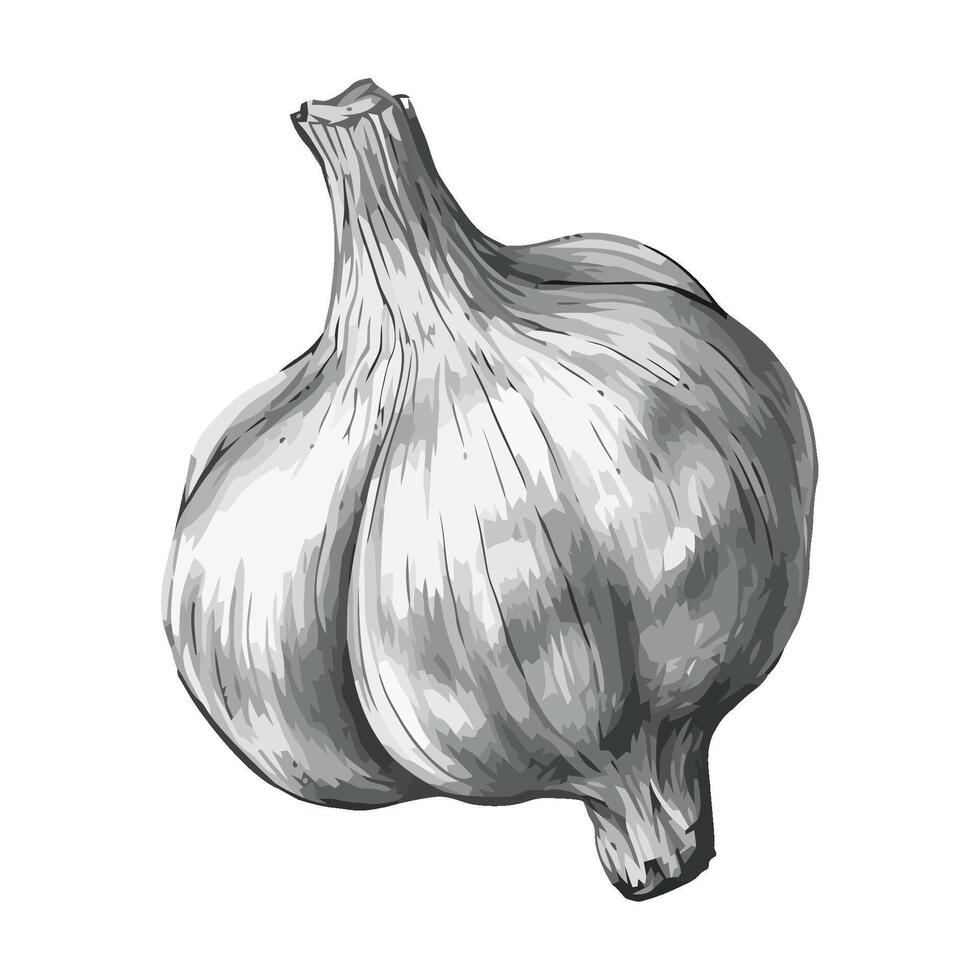 A drawing of a garlic bulb on a white background vector