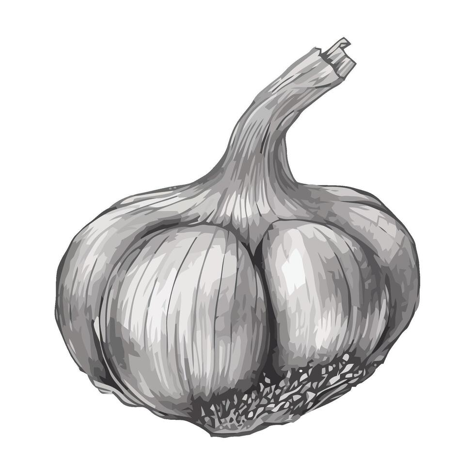 A drawing of a garlic bulb vector