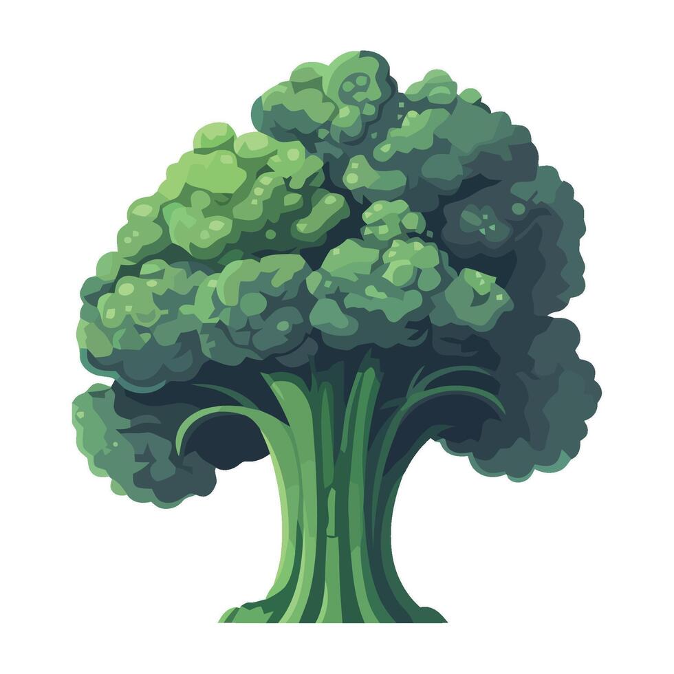 Broccoli illustration isolated on white background vector