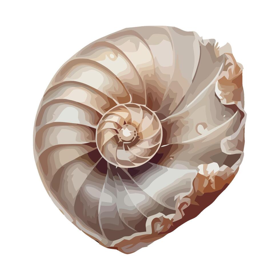 An illustration of a shell on a white background vector