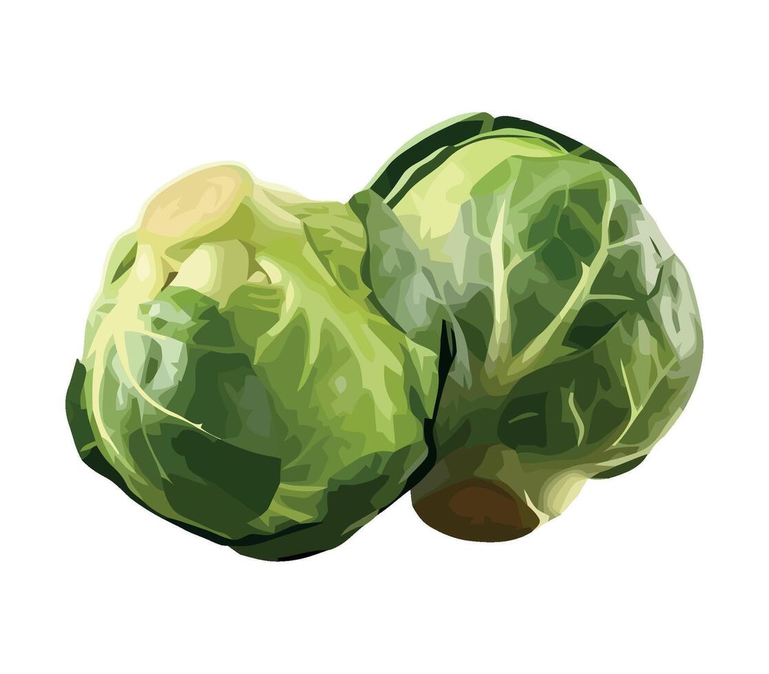 Brussels sprouts on white background illustration vector