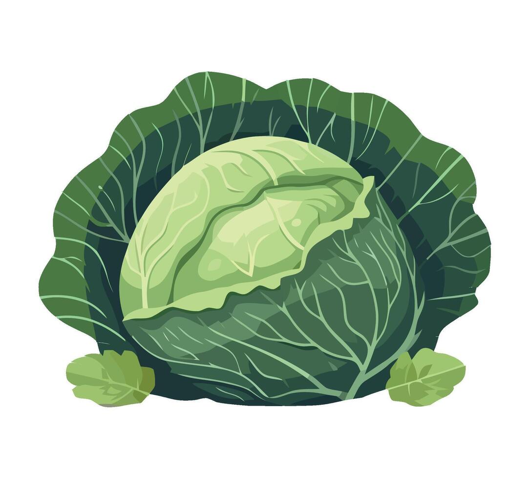 Cabbage, green vegetable, illustration isolated on white background vector