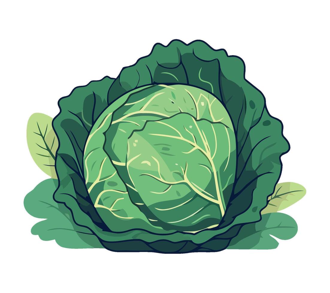 Cabbage vegetable illustration vector