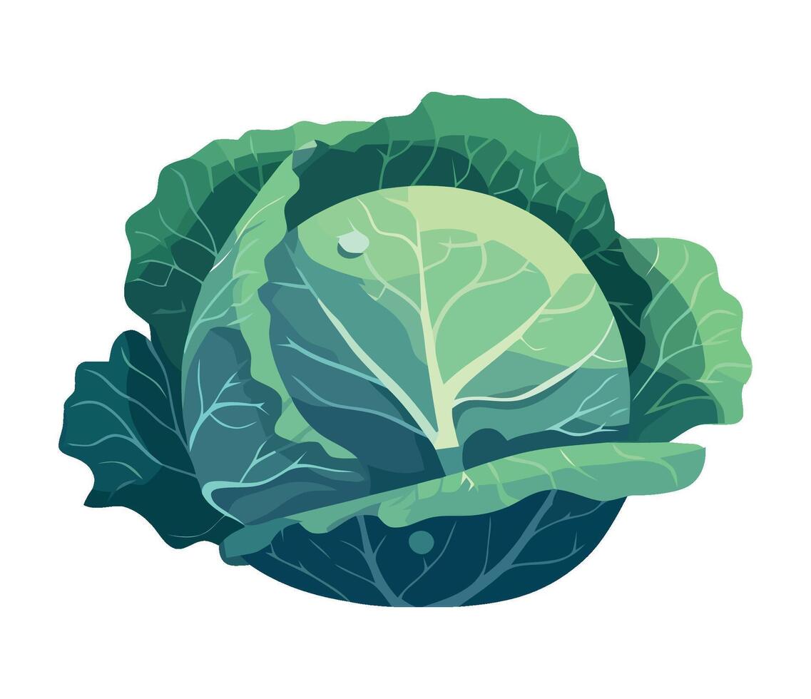 Cabbage, green vegetable, illustration isolated on white background vector