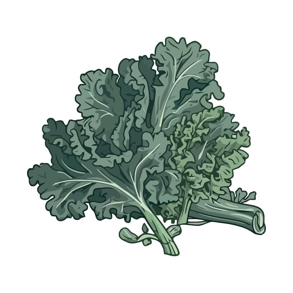 Kale leaf, green vegetable, illustration vector