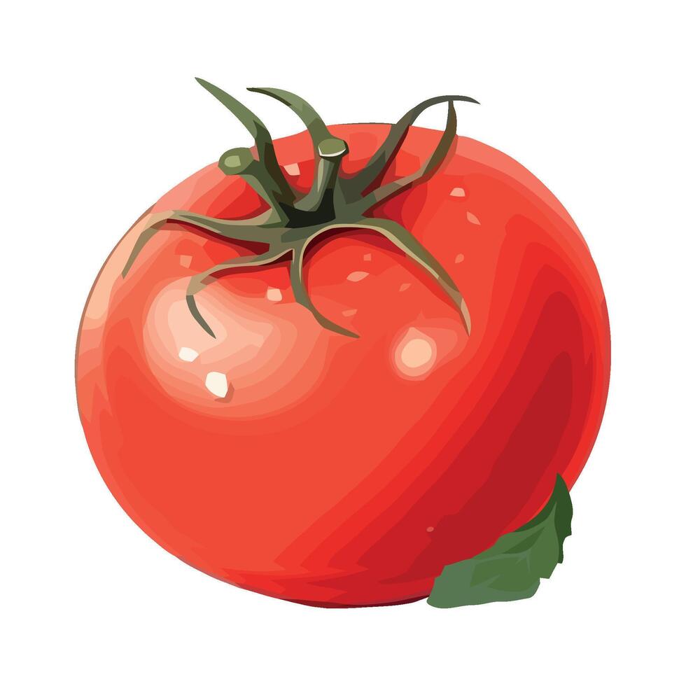 Tomato illustration on white background vector
