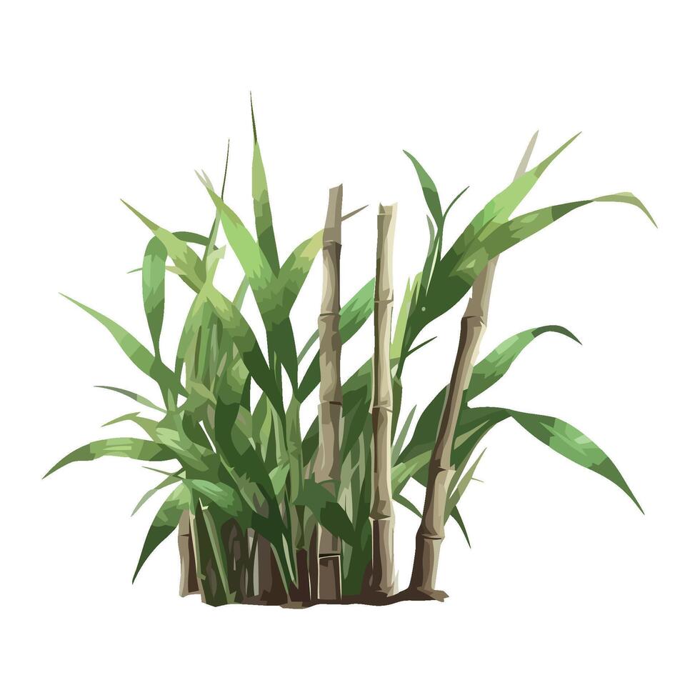 A plant with bamboo stalks on a white background vector