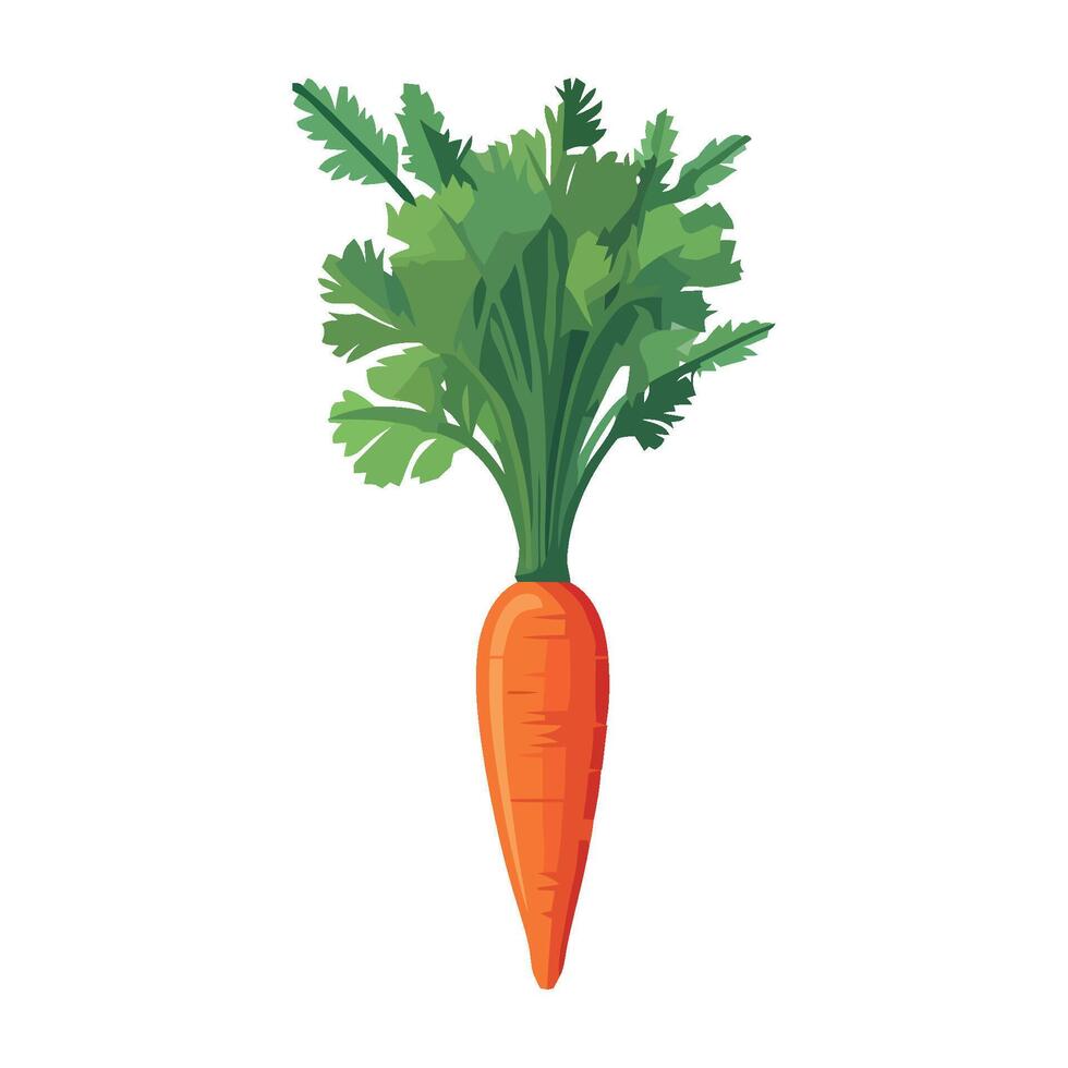 Carrot illustration isolated on white background vector