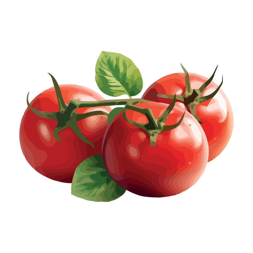 Tomatoes with leaves on a white background vector