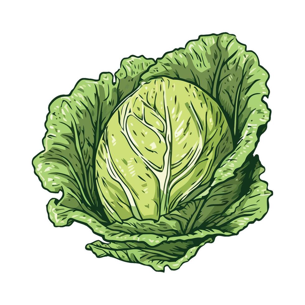 Cabbage, green vegetable illustration isolated on white background vector