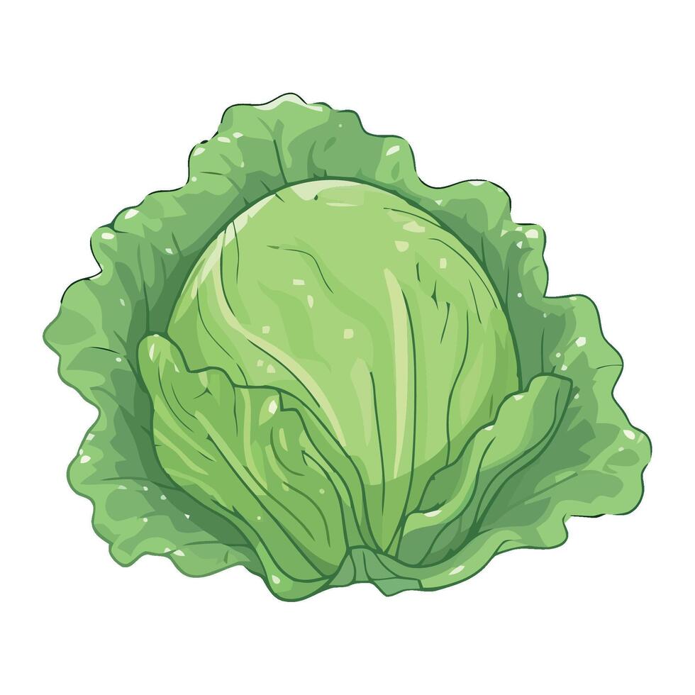 Cabbage cartoon illustration illustration vector