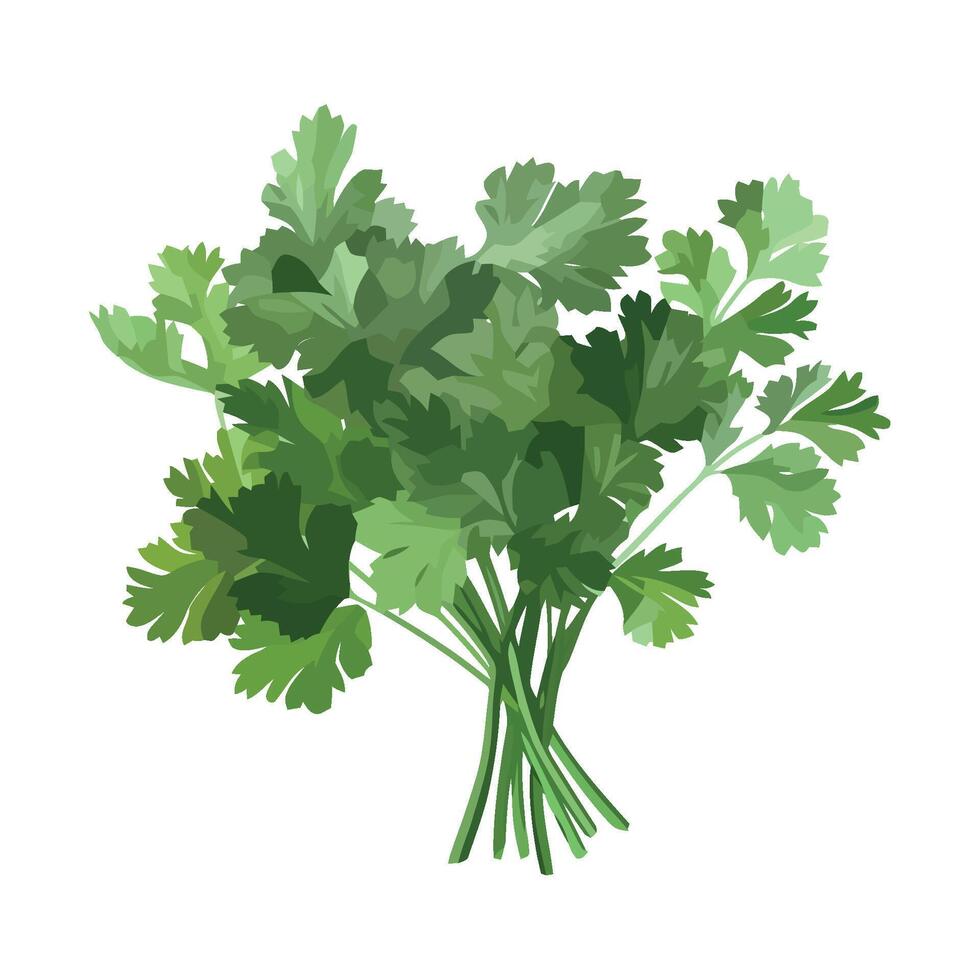 Bunch of fresh green parsley on white background vector