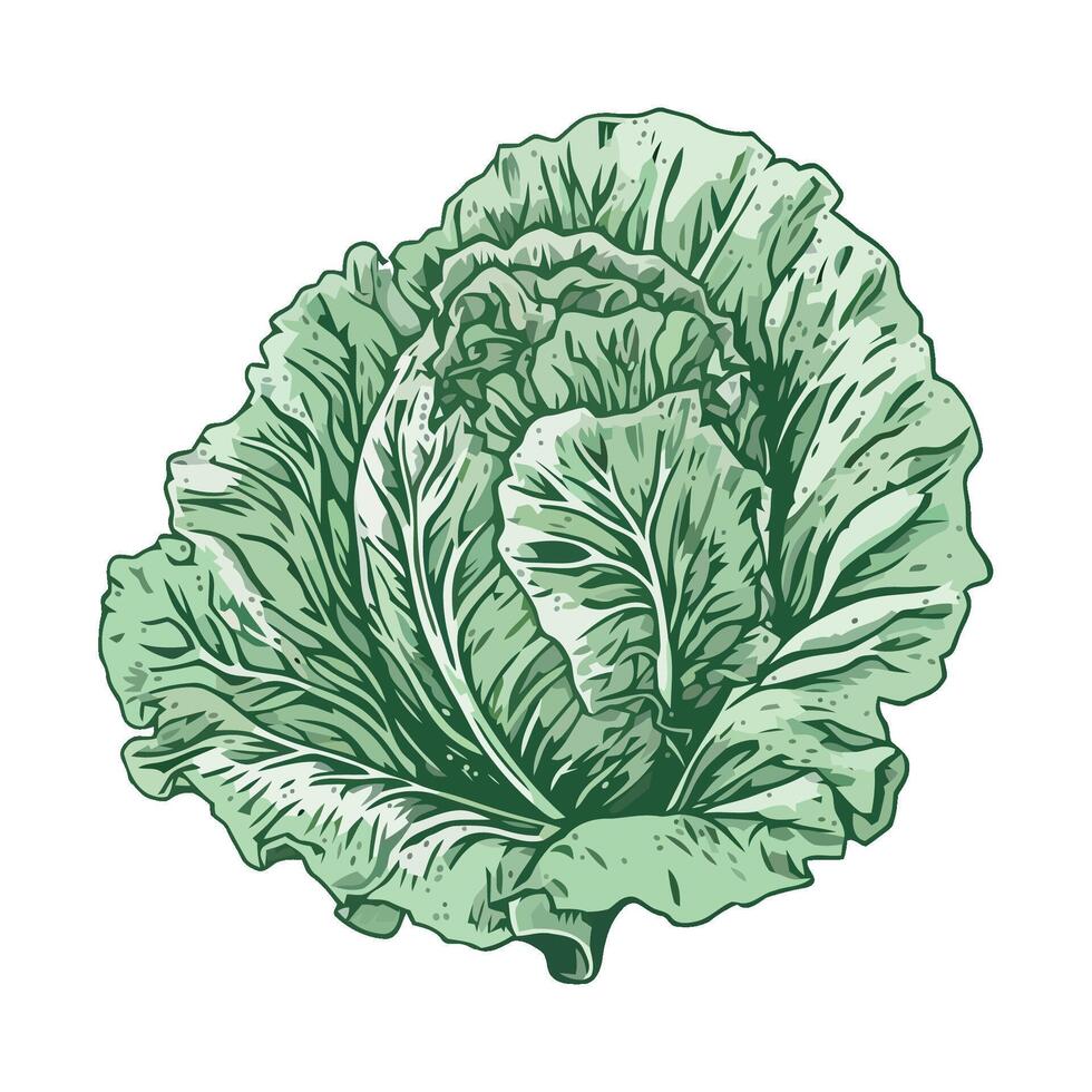 A green cabbage is shown in this illustration vector